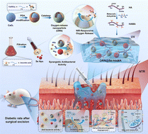 Graphical abstract: A photothermally enhanced oxygen-releasing and antibacterial hydrogel accelerating diabetic wound healing via energy metabolism regulation