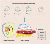Graphical abstract: Enzyme-responsive targeted nanomedicines: a novel strategy for cancer therapy