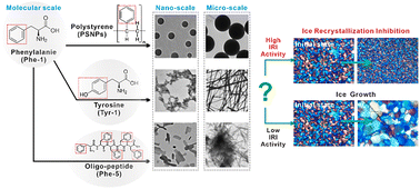 Graphical abstract: Tyrosine monomer nanocrystal as a potent ice recrystallization inhibition activity