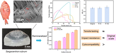 Graphical abstract: Mineralization of Bouligand-structured collagen matrices derived from fish scales with enhanced mechanical properties and biocompatibility