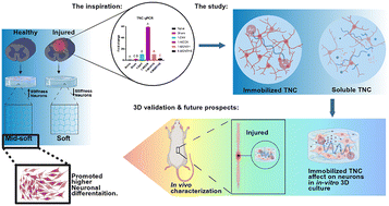 Graphical abstract: Matrix-bound Tenascin-C directs neuronal differentiation through stiffness-tuned MeHA hydrogels mimicking the spinal cord microenvironment