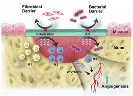 Graphical abstract: A thiol–ene click chemistry-mediated space-maintaining Janus collagen membrane for GBR with antibacterial, immunomodulatory, and proangiogenic functions