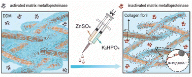 Graphical abstract: Substrate-directed zinc phosphate nanodeposition for durable dentin bonding: one-step interfacial dehydration and proteolysis resistance
