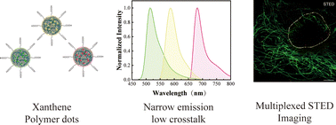 Graphical abstract: Multicolor STED imaging of cells and extracellular vesicles using xanthene-conjugated polymer dots