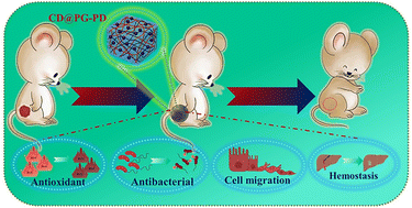 Graphical abstract: Modulating oxidative stress and bacterial infection with carbon dot-infused bioactive hydrogels for infected wound regeneration