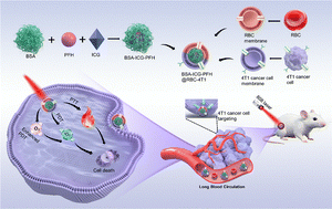 Graphical abstract: A hybrid membrane-miomimetic nanoplatform for synergistic photothermal/photodynamic therapy of hypoxic tumors