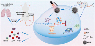 Graphical abstract: Exosome-modified mesoporous polydopamine with saikosaponin D and ferric ions for immunotherapy of metastatic breast cancer