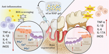 Graphical abstract: A dual-functional injectable hydrogel of curcumin-loaded alginate/carboxymethyl chitosan-integrated hydroxyapatite for effective periodontitis treatment via the synergistic regulation of anti-inflammation and osteogenesis coupling
