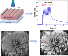 Graphical abstract: A self-powered artificial optoelectronic synapse based on lead-free organic–inorganic hybrid molecular ferroelectric [C4N2H14][BiI5]