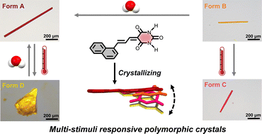 Graphical abstract: Polymorph-triggered multiple responses in dynamic molecular crystals of barbituric acid derivatives