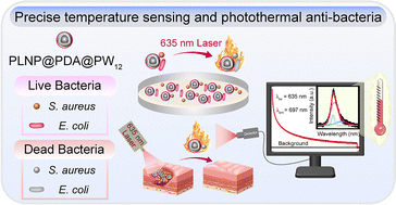 Graphical abstract: Biocompatible and structurally stable near-spherical PLNP@PDA@PW12 nanoplatforms for precise temperature sensing and photothermal therapy