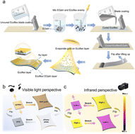 Graphical abstract: Mechanically programmable and stretchable Janus elastomer with bidirectional visible-infrared radiative modes for thermal regulation and adaptive camouflage