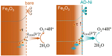 Graphical abstract: Unravelling the interfacial charge dynamics of atomically dispersed nickel on hematite {001} photoelectrodes