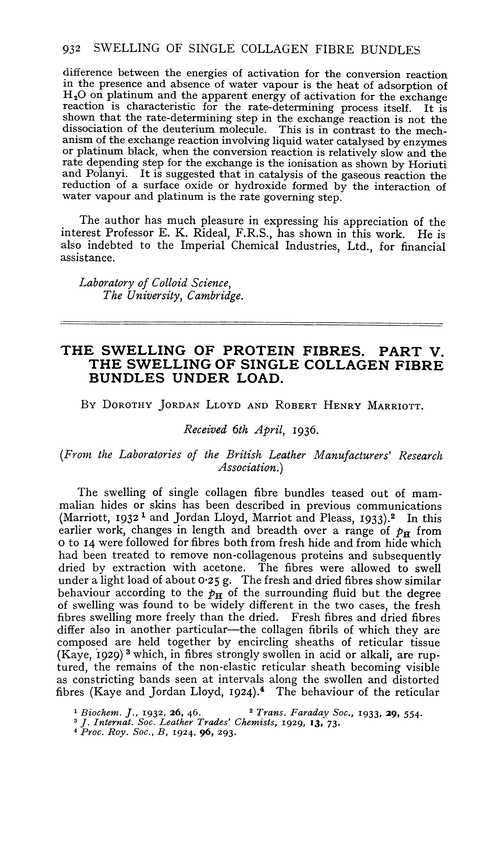 The swelling of protein fibres. Part V. The swelling of single collagen fibre bundles under load