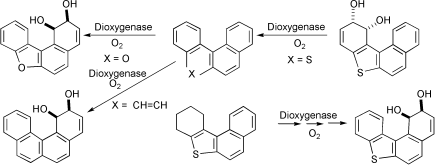 Graphical abstract: Regio- and stereo-selective dioxygenase-catalysed cis-dihydroxylation of fjord-region polycyclic arenes