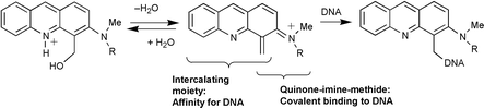 Graphical abstract: Synthesis and study of 4-hydroxymethyl-3-(alkylamino)acridines as models of a new class of DNA-intercalating–alkylating agents