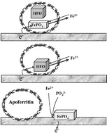 Graphical abstract: The direct electrochemistry of ferritin compared with the direct electrochemistry of nanoparticulate hydrous ferric oxide
