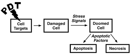 Graphical abstract: The role of apoptosis in response to photodynamic therapy: what, where, why, and how