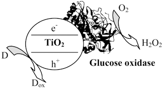 Graphical abstract: Glucose oxidase catalyses the reduction of O2 to H2O2 in the presence of irradiated TiO2 and isopropyl alcohol