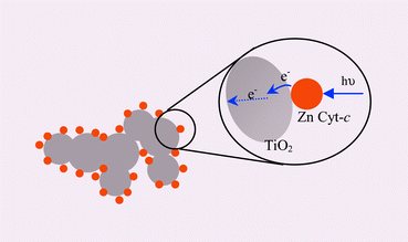 Graphical abstract: Photoelectrochemical study of Zn cytochrome-c immobilised on a nanoporous metal oxide electrode