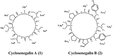 Graphical abstract: Isolation and structure of cyclosenegalins A and B, novel cyclopeptides from the seeds of Annona senegalensis