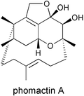 Graphical abstract: A total synthesis of phomactin A