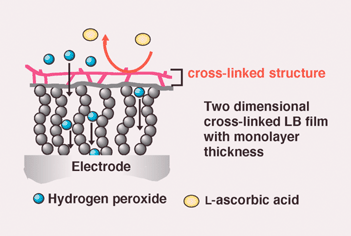 Graphical abstract: Permselective monolayer membrane based on two-dimensional cross-linked polysiloxane LB films for hydrogen peroxide detecting glucose sensors