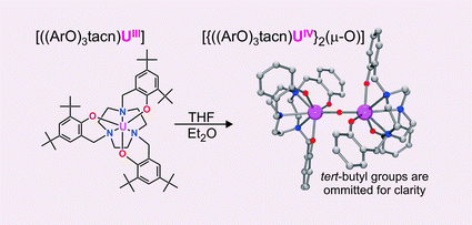 Graphical abstract: Uranium complexes supported by an aryloxide functionalised triazacyclononane macrocycle: synthesis and characterisation of a six-coordinate U(iii) species and insights into its reactivity
