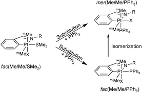 Graphical abstract: Isomerization in substitution processes of cyclometallated dimethylhaloplatinum(iv) complexes