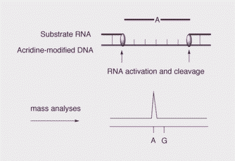 Graphical abstract: Site-selective RNA scission at two sites for precise genotyping of SNPs by mass spectrometry