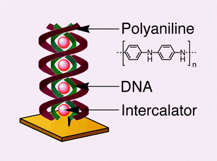 Graphical abstract: Electrocatalytic intercalator-induced winding of double-stranded DNA with polyaniline