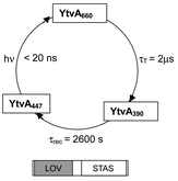 Graphical abstract: Listening to the blue: the time-resolved thermodynamics of the bacterial blue-light receptor YtvA and its isolated LOV domain