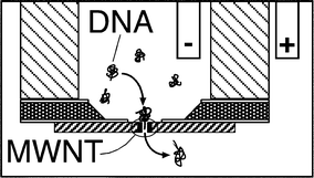 Graphical abstract: Observation of DNA transport through a single carbon nanotube channel using fluorescence microscopy