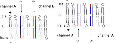 Graphical abstract: Synthesis and functional studies of THF–gramicidin hybrid ion channels