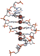 Graphical abstract: Electrontransfer through DNA and metal-containing DNA