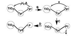 Graphical abstract: Porphyrin capped TiO2 nanoclusters, tyrosine methyl ester enhanced electron transfer