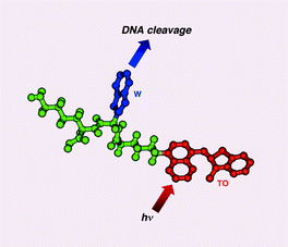 Graphical abstract: Photosensitized DNA cleavage promoted by amino acids