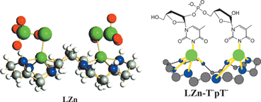 Graphical abstract: Selective recognition of thymidylylthymidine (TpT) and antitumor effects of a macrocyclic dizinc(ii) complex
