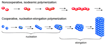 Graphical abstract: Nucleation–elongation: a mechanism for cooperative supramolecular polymerization