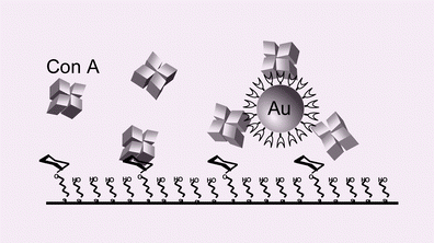 Graphical abstract: Quantitative analysis of multivalent interactions of carbohydrate-encapsulated gold nanoparticles with concanavalin A