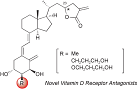 Graphical abstract: Remarkable effect of 2α-modification on the VDR antagonistic activity of 1α-hydroxyvitamin D3-26,23-lactones