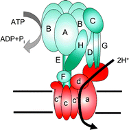 Graphical abstract: New biophysical probes for structure–activity analyses of vacuolar-H+-ATPase enzymes