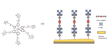 Graphical abstract: A new biotinylated tris bipyridinyl iron(ii) complex as redox biotin-bridge for the construction of supramolecular biosensing architectures