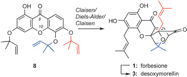 Graphical abstract: Biomimetic total synthesis of forbesione and desoxymorellin utilizing a tandem Claisen/Diels–Alder/Claisen rearrangement