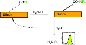 Graphical abstract: Carboxylic acid terminated monolayer formation on crystalline silicon and silicon nitride surfaces. A surface coverage determination with a fluorescent probe in solution