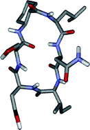 Graphical abstract: Structural properties of cyclic peptides containing cis- or trans-2-aminocyclohexane carboxylic acid