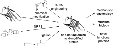 Graphical abstract: The synthesis of peptides and proteins containing non-natural amino acids