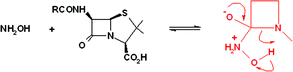 Graphical abstract: Intramolecular general acid catalysis in the aminolysis of β-lactam antibiotics