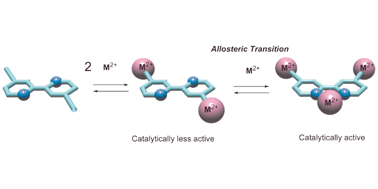 Graphical abstract: Metal ion induced allosteric transition in the catalytic activity of an artificial phosphodiesterase