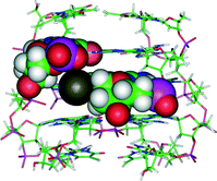 Graphical abstract: Effects of an 8-bromodeoxyguanosine incorporation on the parallel quadruplex structure [d(TGGGT)]4